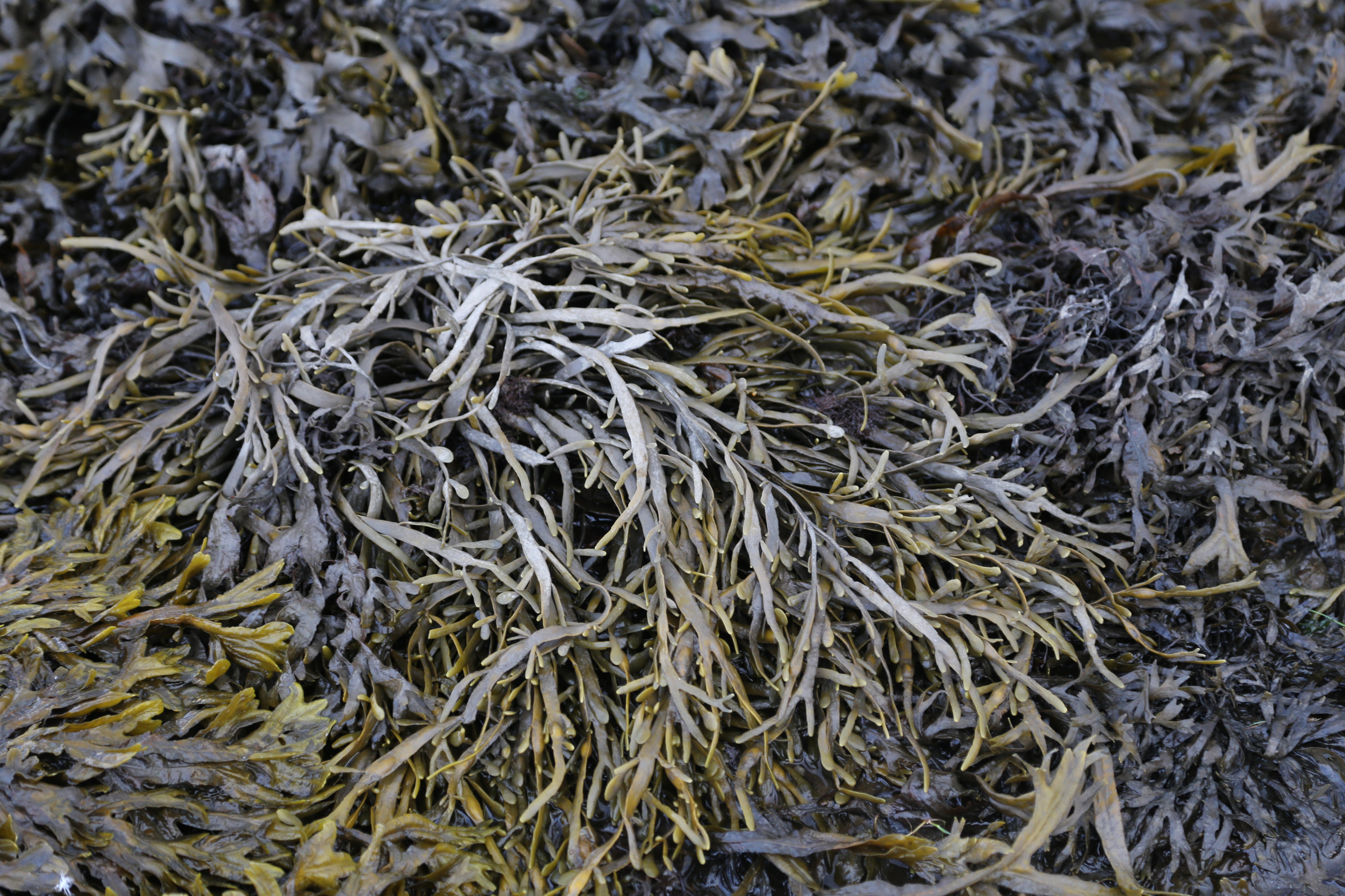 Whyte and Mackay boost biodiversity in the North Highlands